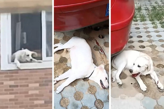 Tranh cãi với chồng, người vợ có hành động nhẫn tâm khiến cộng đồng mạng phẫn nộ