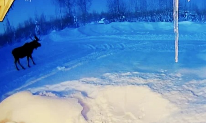 Clip tuần lộc bị rụng gạc hiếm thấy thu hút 18 triệu lượt xem trên mạng xã hội