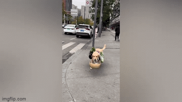 Clip: Chú chó xách giỏ đi chợ thành thục