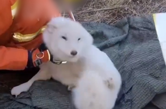 Người đàn ông phát hiện chú chó mắc kẹt dưới giếng, ngờ đâu lại là