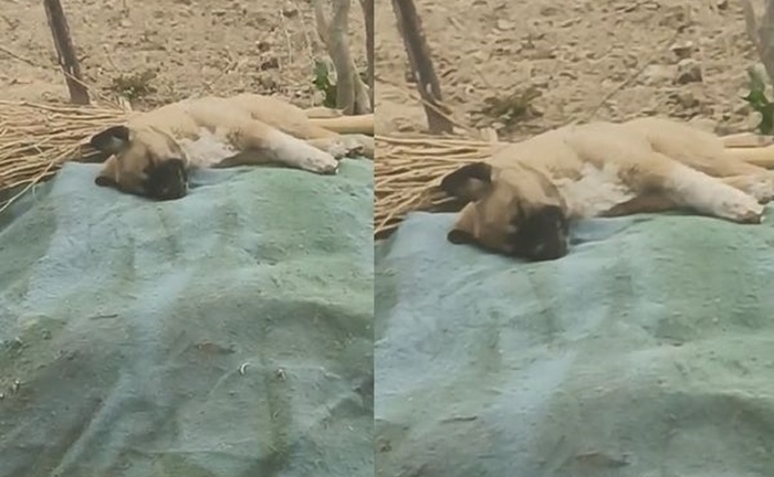 Quá đau lòng vì bạn cừu bị chủ mổ thịt, chú chó trầm cảm rồi qua đời