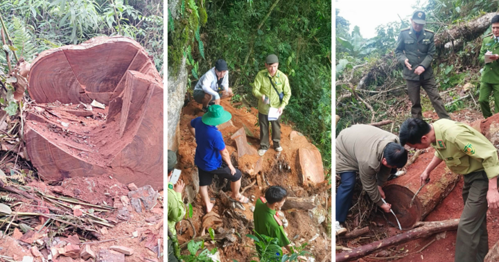 Công an truy tìm lâm tặc phá rừng gỗ quý ở Lai Châu