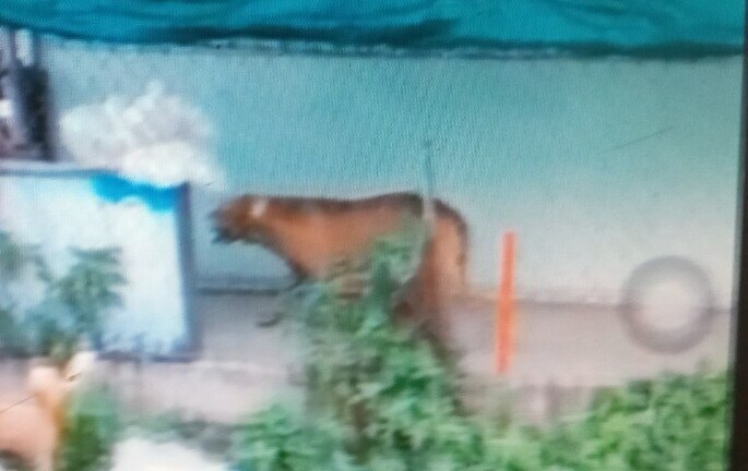 Chó Pitbull 60 kg cắn người đàn ông tử vong trong quán cà phê