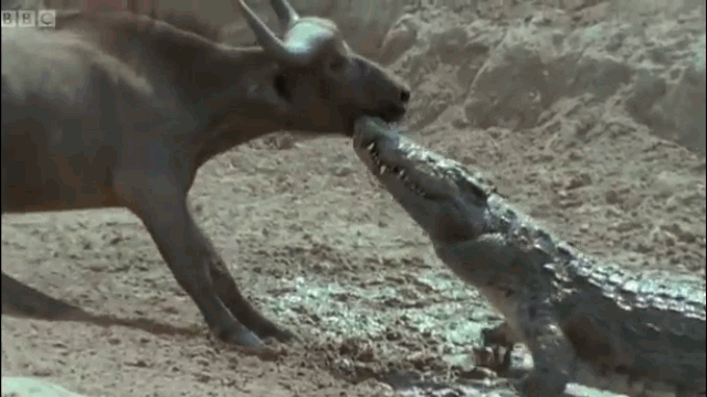 Video: To gan săn cả trâu rừng, 