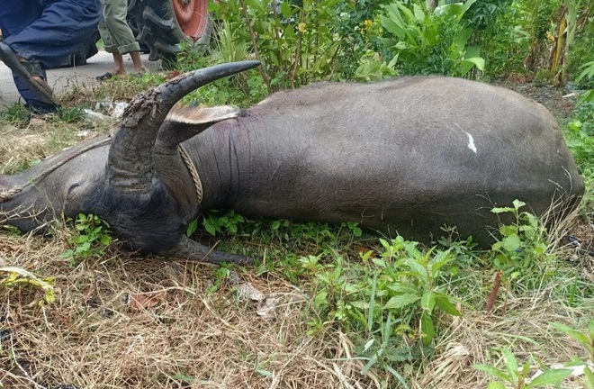 Vụ trâu 
