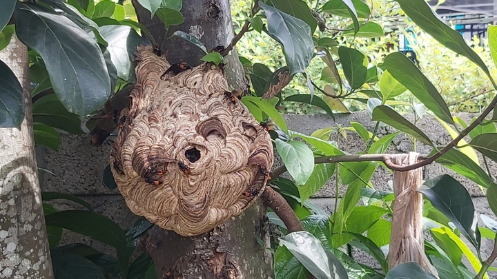 Cụ ông 86 tuổi bị đàn ông vò vẽ đốt tử vong