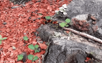 Video: Đối thủ đáng gớm nào nuốt chửng rắn độc Copperhead trong nháy mắt?