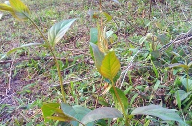 Vụ can chồng đi uống rượu không được, thai phụ ăn lá ngón tự tử: Tiết lộ thông tin khiến ai cũng xót xa