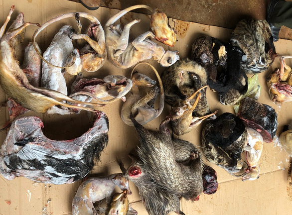 Lâm Đồng: Phát hiện hàng loạt xác thú rừng trong 3 chiếc tủ cấp đông