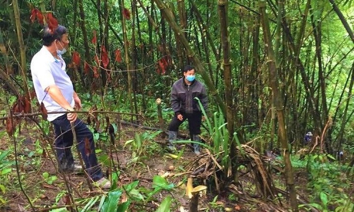 Đi hái măng rừng, bàng hoàng phát hiện thi thể đang phân huỷ