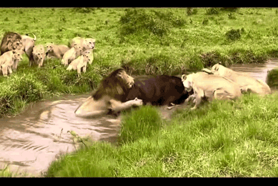 Video: Rơi vào cảnh