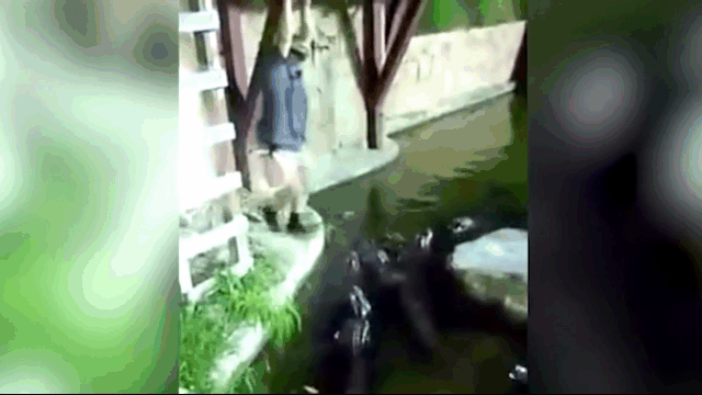 Clip: Đang đu dây thừng, người đàn ông bất ngờ rơi xuống hồ cá sấu
