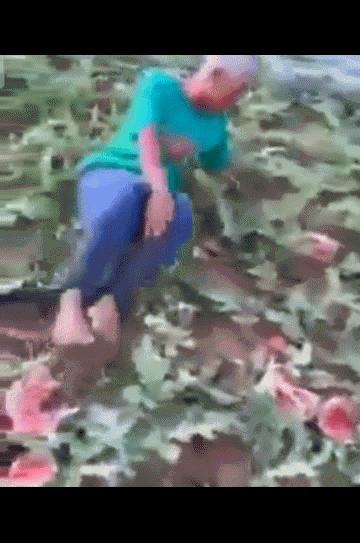 Cụ ông U70 gào khóc thảm thiết, nằm vật vã bên ruộng dưa hấu bị đập vỡ nát