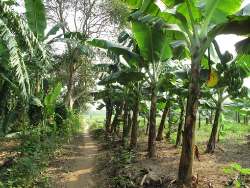 Vụ thi thể cụ bà 95 tuổi chôn trong vườn nhà con trai: Trưởng thôn tiết lộ sốc