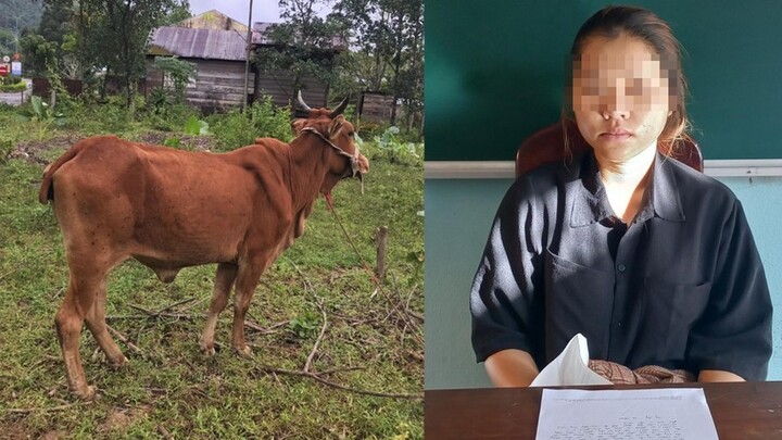 Thấy bò thả rông, cô gái 19 tuổi thuê xe ba gác chở đi bán
