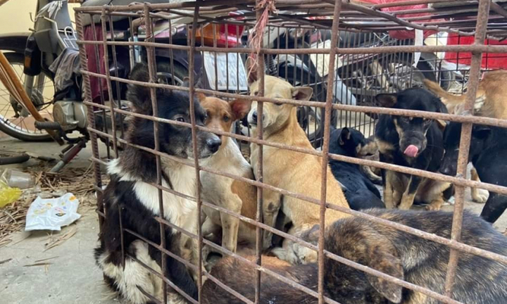 Phá đường dây trộm khoảng 1.000 con chó, mèo ở Bình Thuận: Lộ thủ đoạn của nhóm 