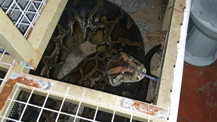 Người dân bàn giao trăn đất nặng 53kg, dài hơn 5m cho kiểm lâm