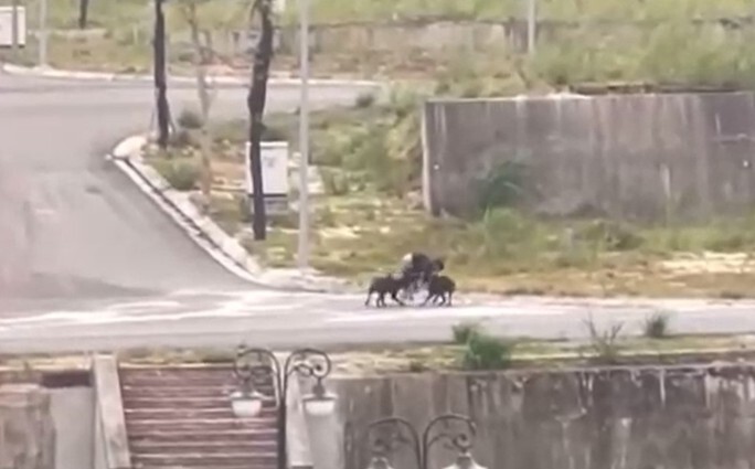 Vụ 2 con chó cắn nam sinh ở Lào Cai: Chủ vật nuôi nói gì?