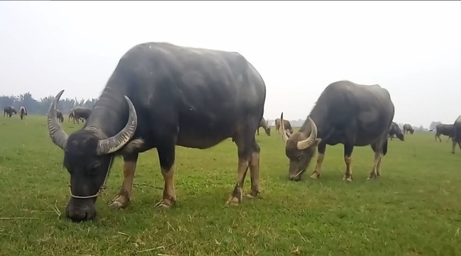 Vụ trộm 7 con trâu ở cánh đồng vắng: Nghi phạm đi từ Cần Thơ đến Long An 