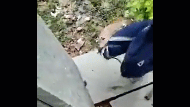 Video: Kinh hãi phát hiện rắn hổ mang cực độc ẩn nấp trong cặp nữ sinh