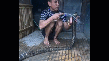 Clip: Kinh hãi cảnh người đàn ông dùng xà bông tắm cho rắn hổ mang chúa