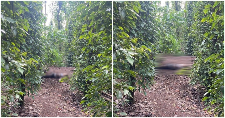 Điều tra vụ thi thể người phụ nữ trong vườn tiêu ở Bà Rịa- Vũng Tàu