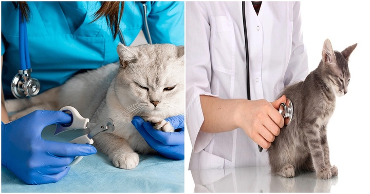 Thực hư mức lương sinh viên mới ra trường ngành Thú y lên đến 50 triệu đồng/tháng