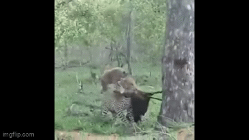 Video: Bị linh cẩu quấy rối, 