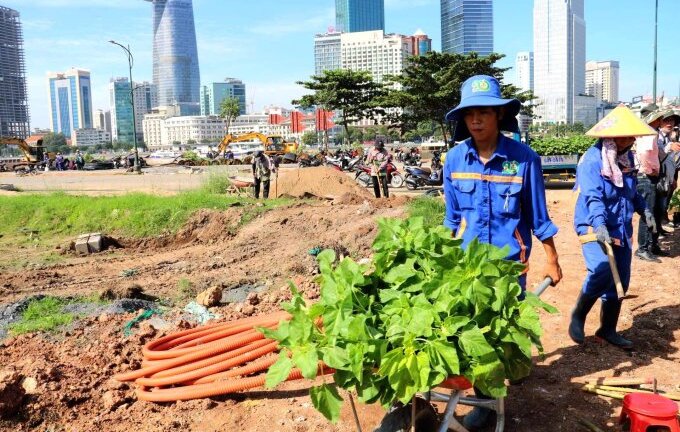 Tin thời sự nóng mới nhất ngày 29/11: Trồng 35.000 cây hoa hướng dương dọc bờ sông Sài Gòn