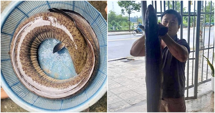 Tin thời sự nóng mới nhất ngày 1/12: Bắt cá chình 
