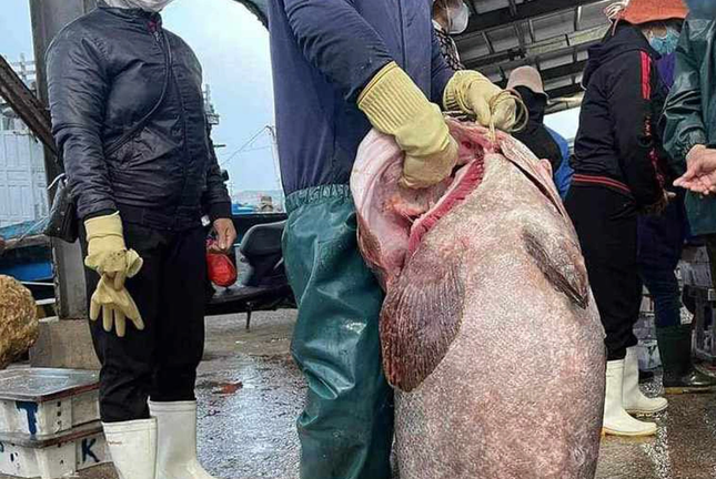 Tin thời sự nóng mới nhất ngày 22/12: Ngư dân Nghệ An bắt được cá mú