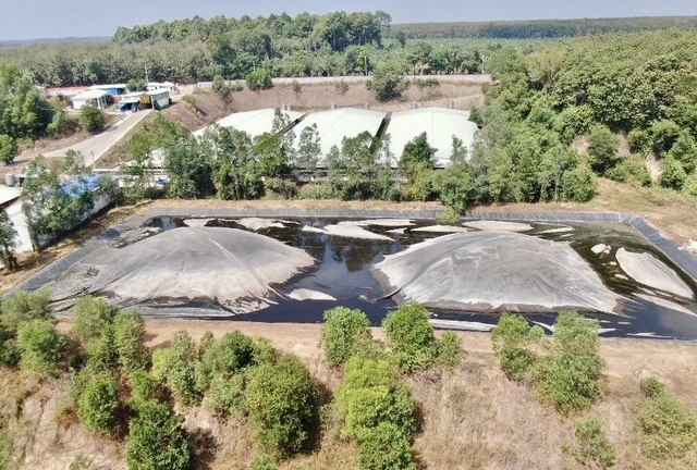 Tin thời sự nóng mới nhất ngày 3/1: Trang trại nuôi hơn 15.000 con heo xả thải trực tiếp ra sông, cá chết hàng loạt