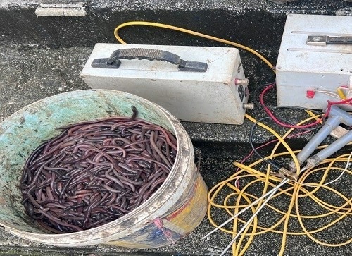 Tin thời sự nóng mới nhất ngày 26/1: Kon Tum yêu cầu xử lý nghiêm các trường hợp kích điện, bẫy giun đất