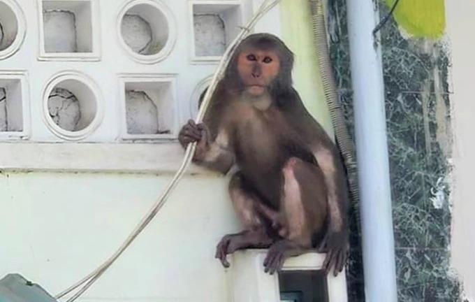 Tin thời sự nóng mới nhất ngày 25/2: Khỉ xuất hiện, 