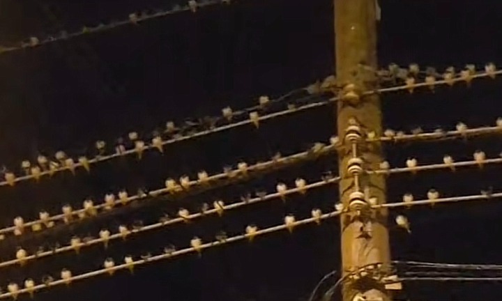 Tin thời sự nóng mới nhất ngày 15/3: Hàng nghìn con chim lạ bay rợp trời ở Kiên Giang