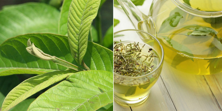 Tác dụng cực tốt của lá ổi đối với sức khỏe