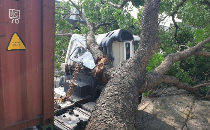Tài xế hoảng loạn khi cây cổ thụ bật gốc đè móp cabin xe container 