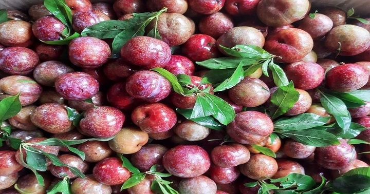 Ăn mận như thế nào để không bị nóng trong?