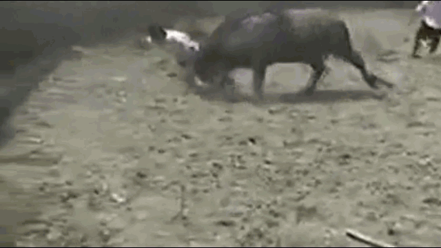 Video: Rùng mình cảnh trâu điên húc người đàn ông văng lên không trung rồi