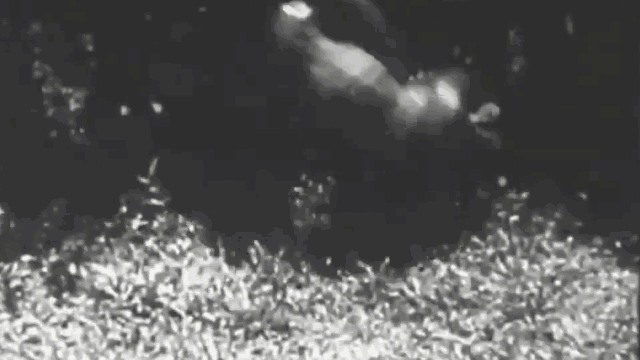 Video: Cả gan lao vào tấn công trăn khổng lồ, hổ dữ nhận cái kết thảm