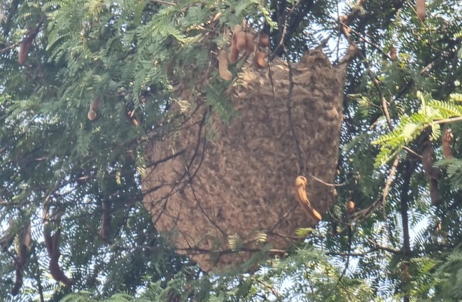 Cảnh sát điều xe chuyên dụng phá tổ ong vò vẽ 