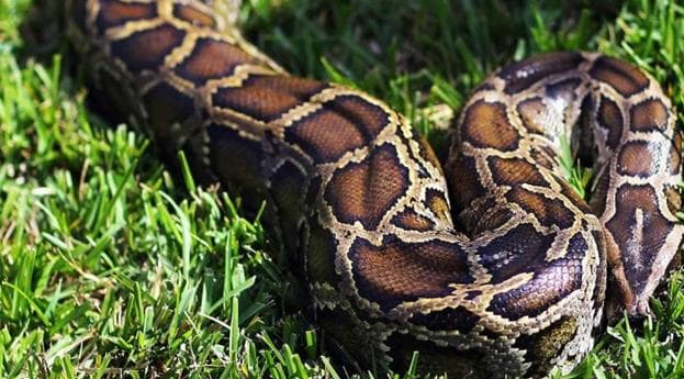 Con trăn dài 1,5 mét bất ngờ xổng chuồng trong khu dân cư ở Hải Phòng