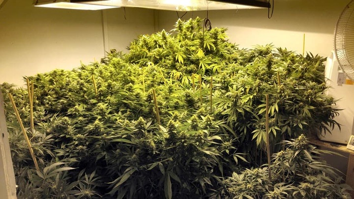 Vụ nam sinh viên 19 tuổi biến căn hộ đang thuê thành nơi trồng cần sa: Hé lộ lời khai