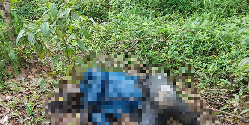 Thi thể nam giới đang phân hủy trong rẫy: Tử vong từ 7 đến 8 ngày trước