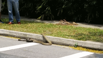 Video: Rắn hổ mang chúa dài 3,5m giết chết trăn gấm giữa đường