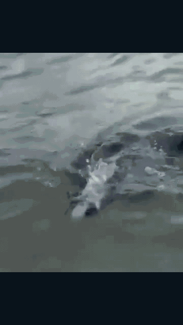 Cá heo dài 2 mét, nặng 100kg dạt vào vịnh Dung Quất