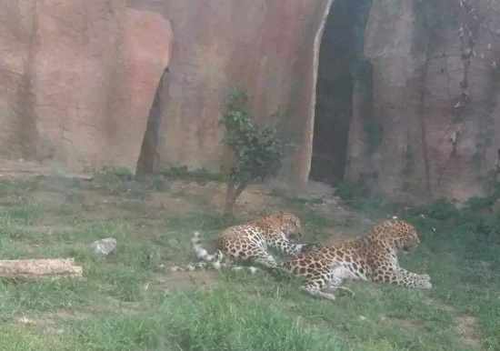 Trung Quốc: Sở thú để xổng 3 con báo hoa mai giữa mùa du lịch cao điểm