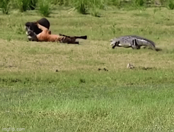 Video: Đang săn lợn rừng, hổ bất ngờ bị cá sấu nham hiểm đánh lén