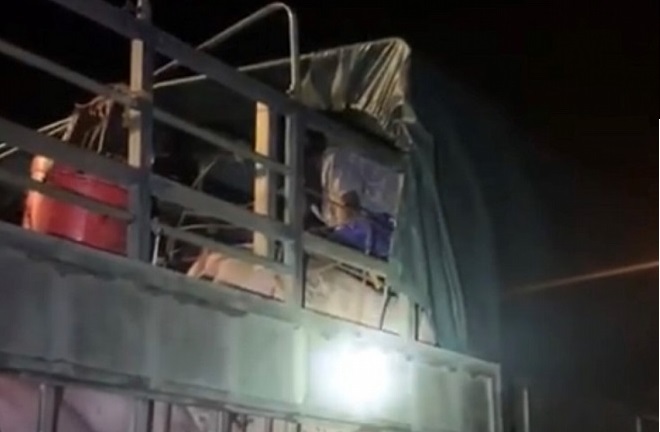 Quảng Ninh: Phát hiện gần 20 người trốn trên 5 xe chở lợn để tránh chốt kiểm dịch