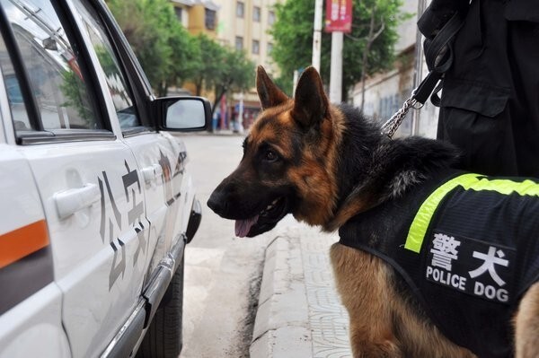 Trung Quốc: Bán đấu giá 54 chú chó nghiệp vụ vì